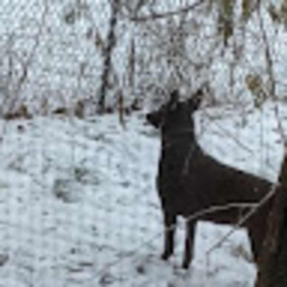 Meet your Posher, Kirk